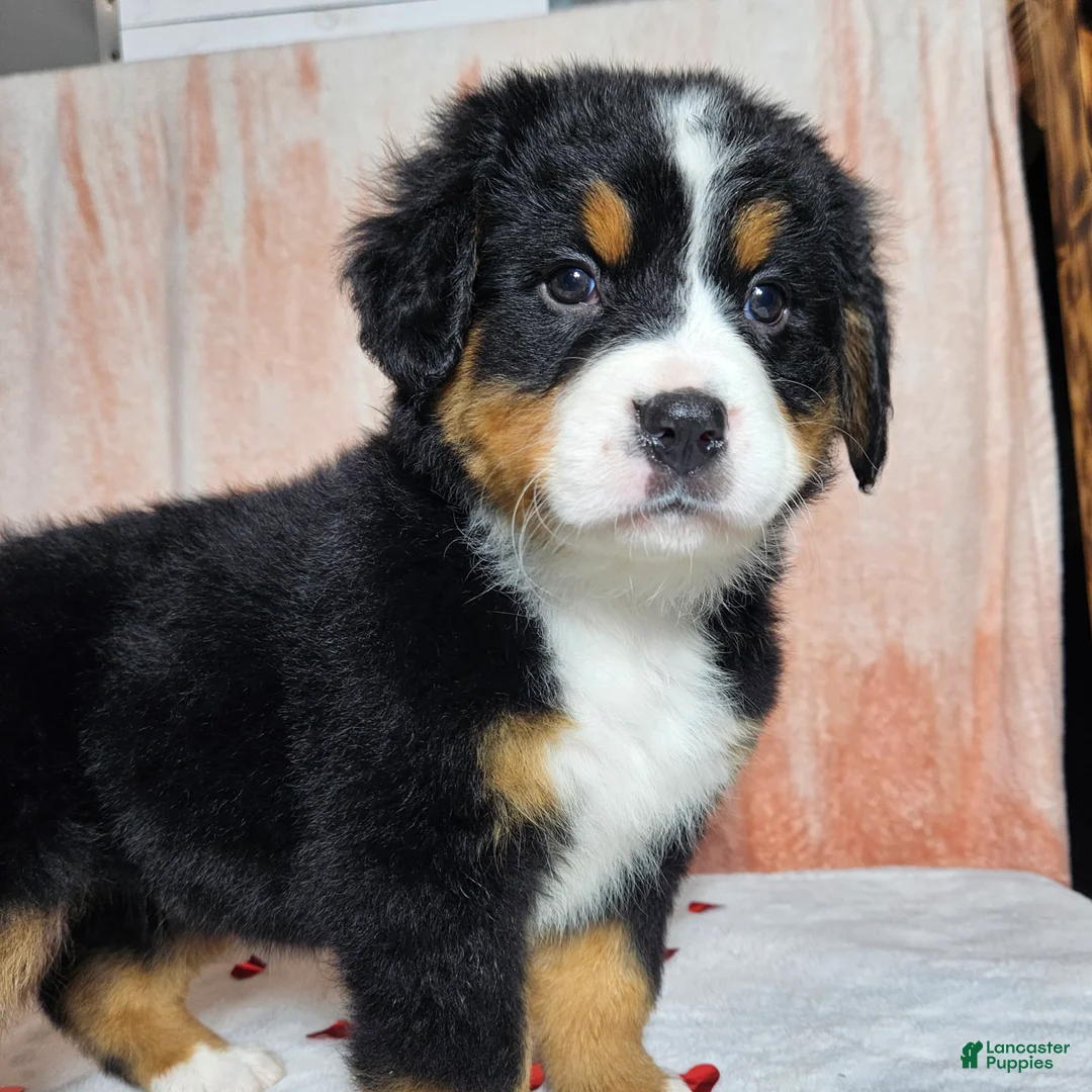 Bernese Mountain Dog dogs for sale: Hazel  - Ad 2