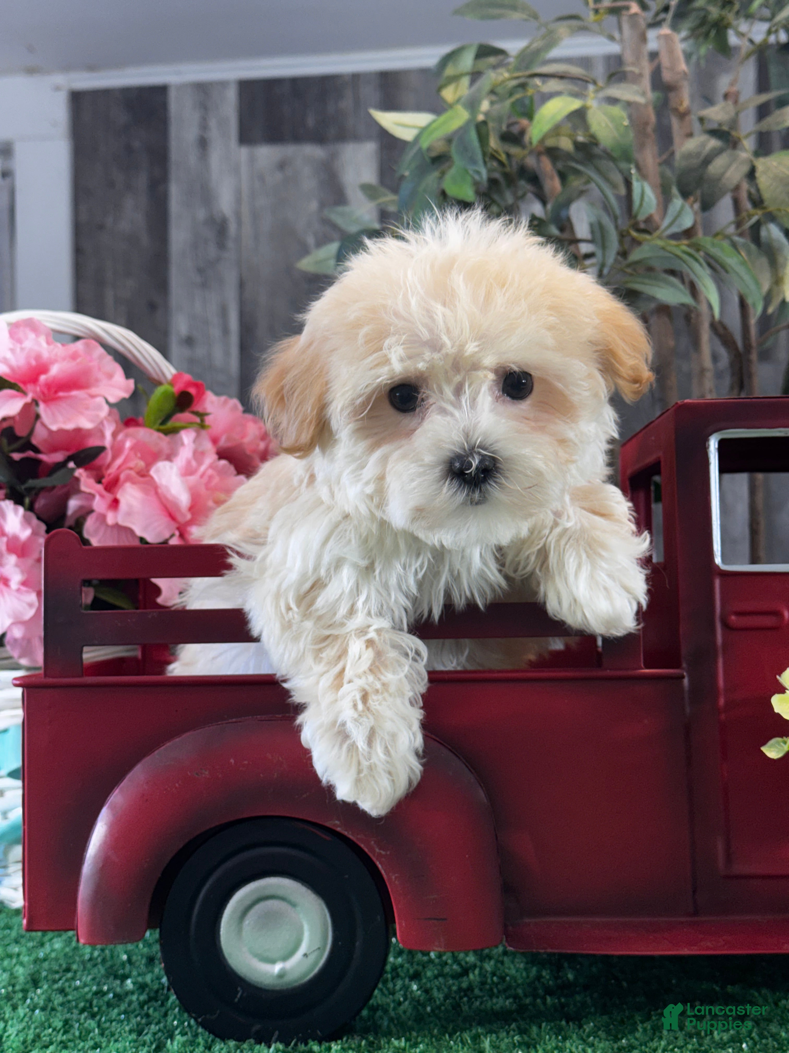 Havanese dogs Tiny Hazel  - Ad 25