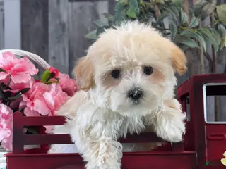 Havanese dogs Tiny Hazel - Ad 26