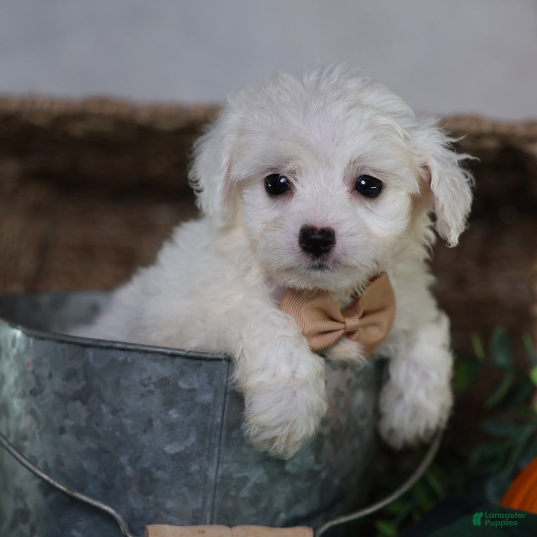 Teddy Bear dogs for sale: Jinko (Mini size) - Ad 5