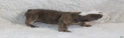 English Bulldog dogs for sale: Curry - Ad 5
