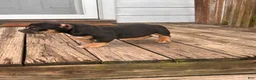 American Bully dogs for sale: Rampage - Ad 7