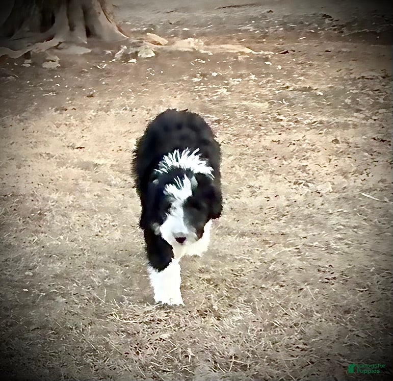 Aussiedoodle dogs Aussiedoodle Puppy 3 - Ad 12