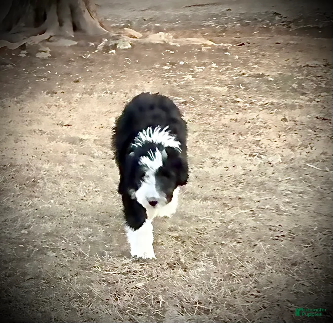 Aussiedoodle dogs for sale: Aussiedoodle Puppy 3 - Ad 1