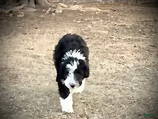 Aussiedoodle dogs Aussiedoodle Puppy 3 - Ad 12