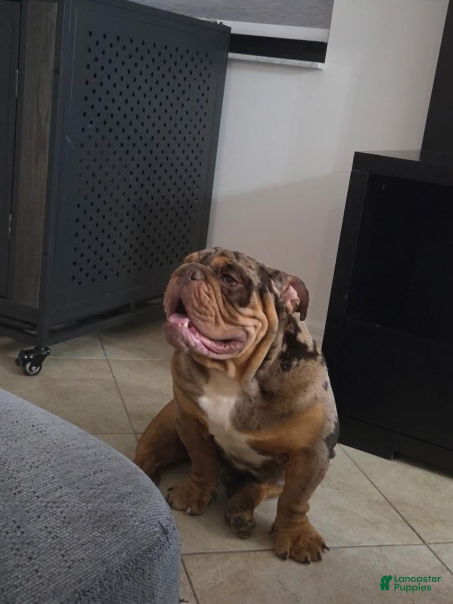 English Bulldog dogs for stud: PAPA LOUIE - STUD - Ad 1