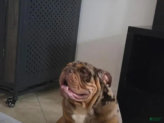 English Bulldog dogs for stud: PAPA LOUIE - STUD - Ad 1