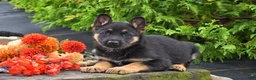 German Shepherd dogs for sale: Brianna - Ad 3