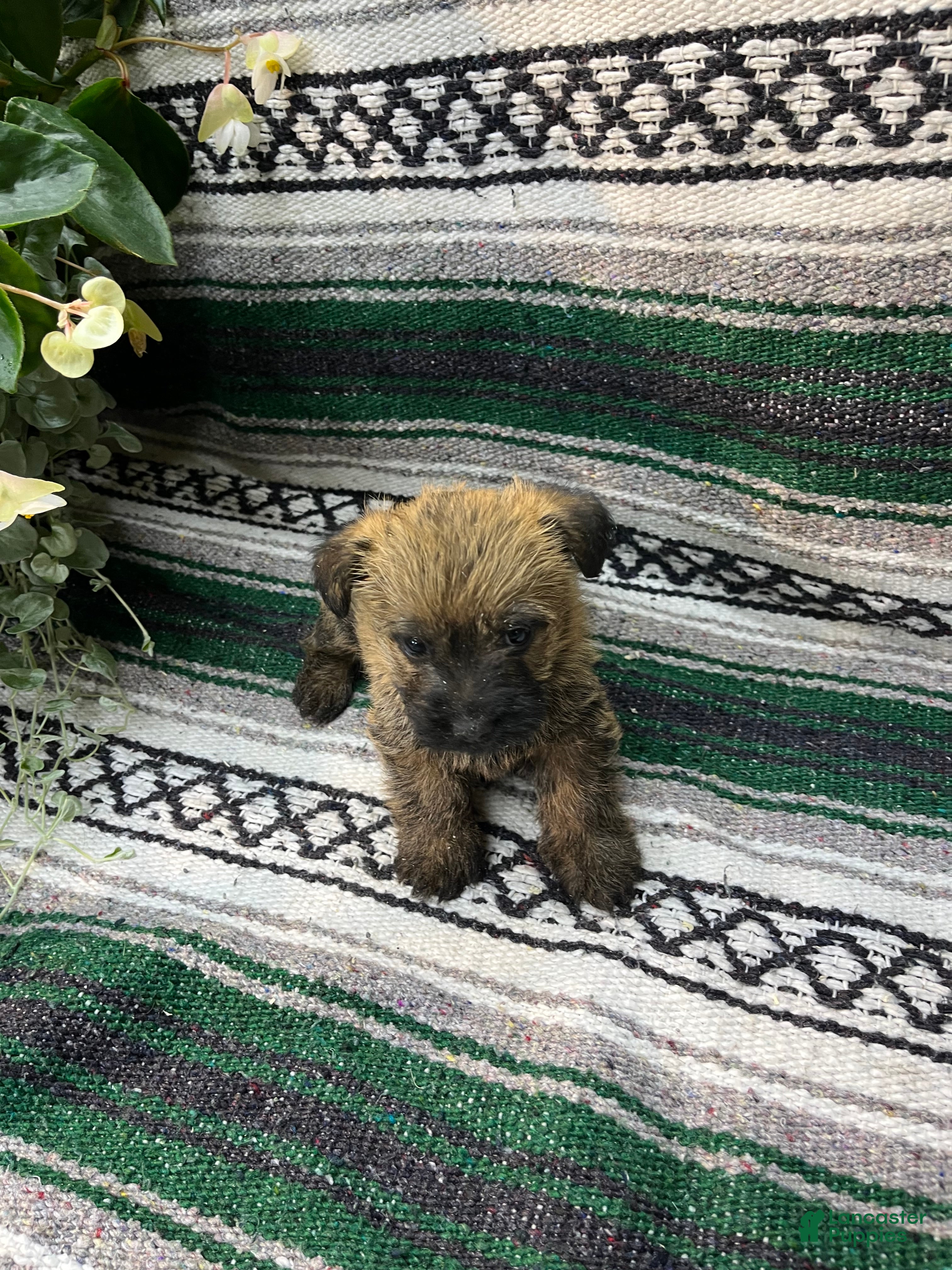 Cairn Terrier dogs Toby - Ad 2