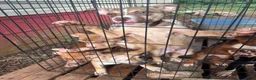 Mixed Breed dogs for sale: AptXamstaff - Ad 5