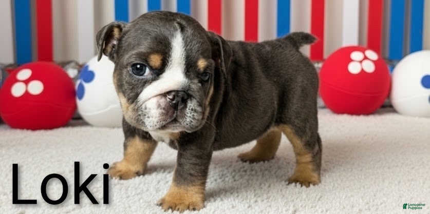 English Bulldog dogs Loki - Ad 8