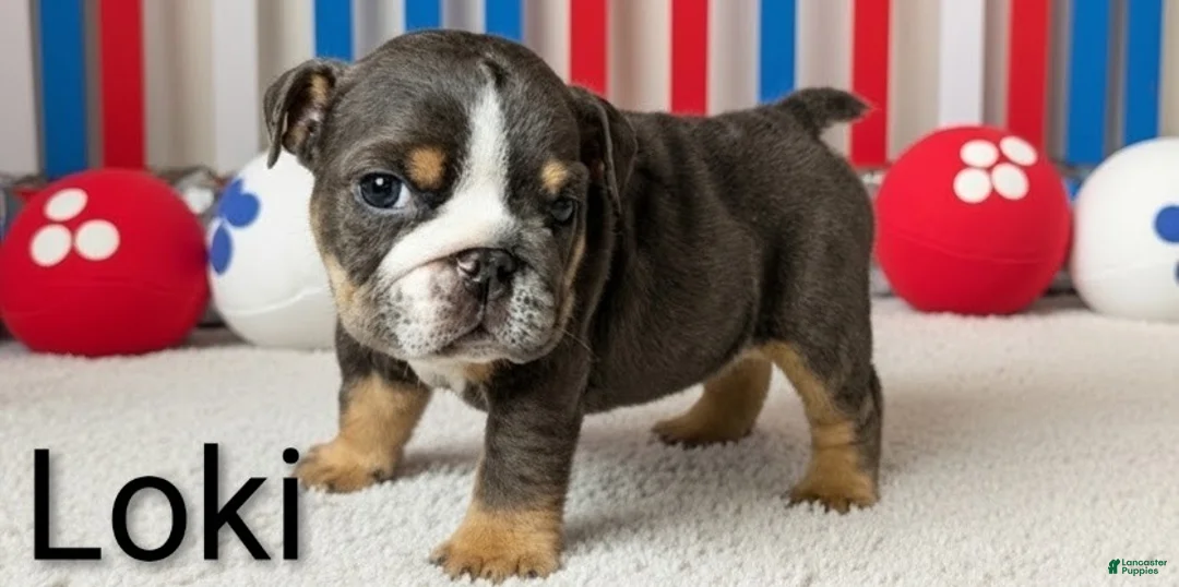 English Bulldog dogs for sale: Loki - Ad 1
