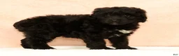 Mini Aussiedoodle dogs for sale: Molly - Ad 3