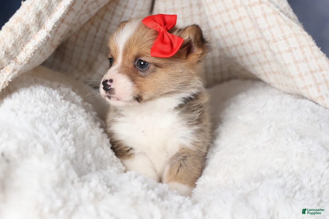 Welsh Corgi Pembroke dogs for sale: RAMBO - Ad 8