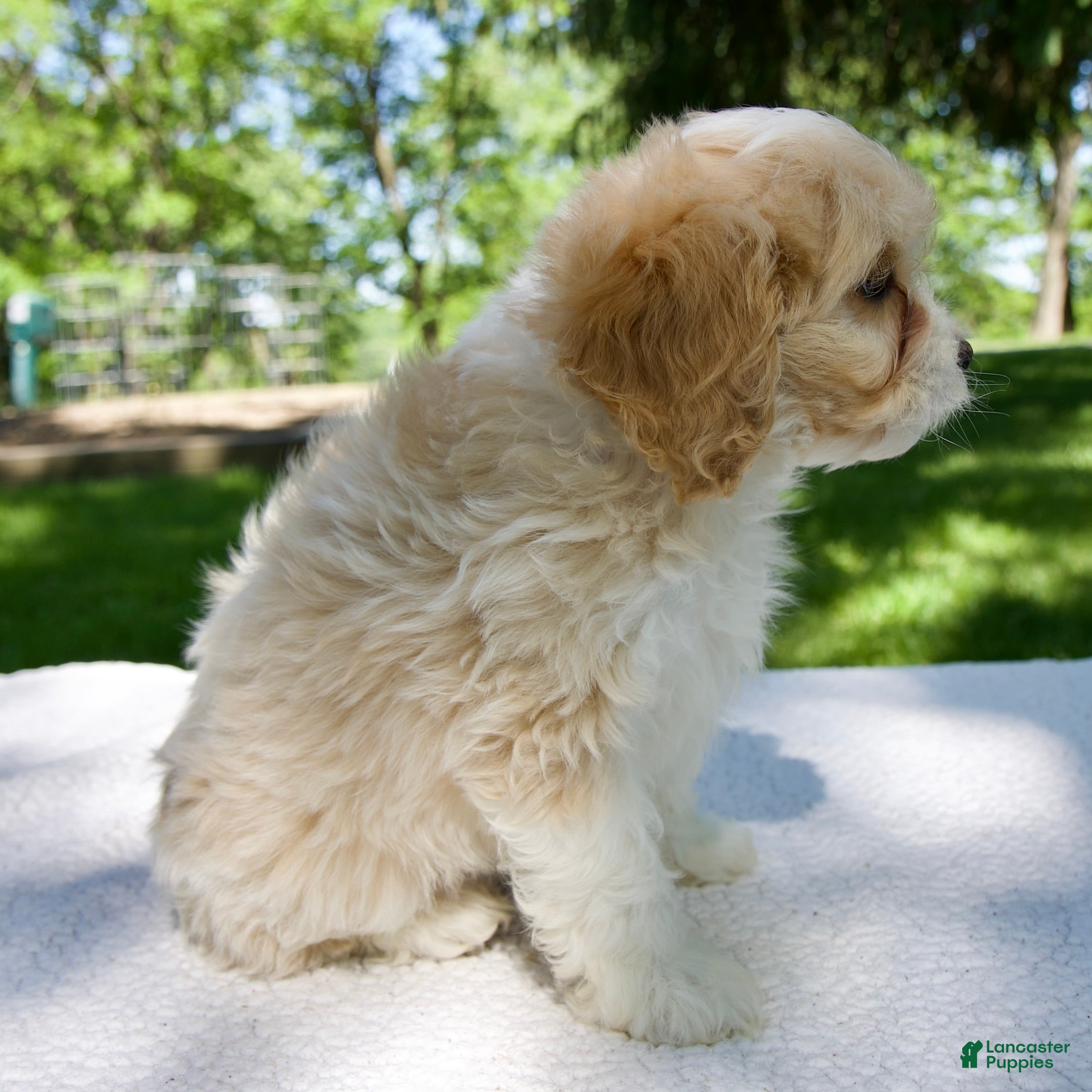 Cavapoo dogs for sale: Elvis - Ad 4