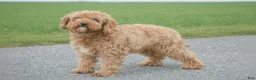Cavapoo dogs for sale: Lila - Ad 1