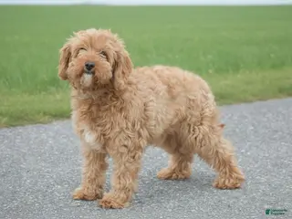 Cavapoo dogs Lila - Ad 12