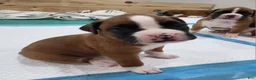 Boxer dogs for sale: ZOEY - Ad 5