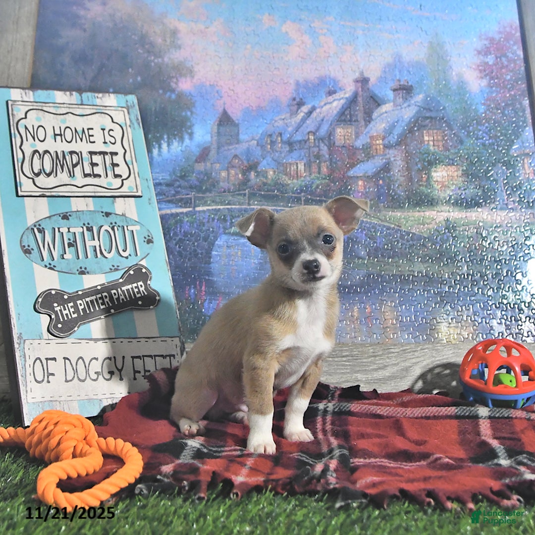 Chihuahua dogs for sale: Fritz - Ad 9