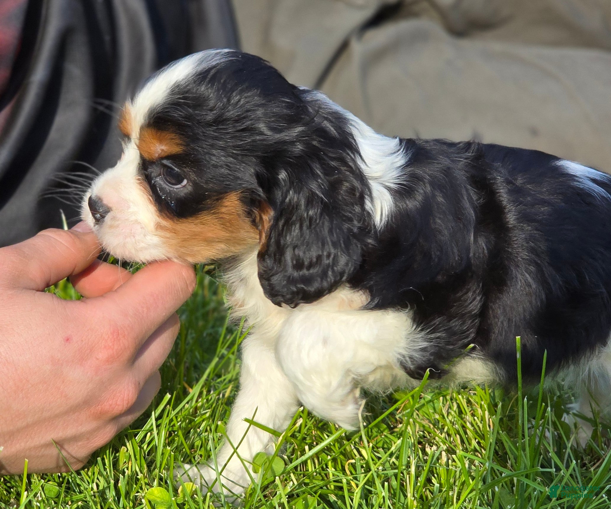 Cavalier King Charles Spaniel dogs Manly - Ad 2