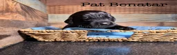 Newfoundland dogs for sale: Pat Benatar - Ad 1
