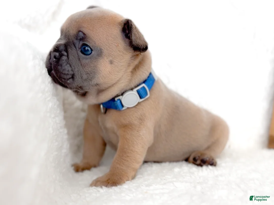 French Bulldog dogs for sale: Oreo - Ad 5