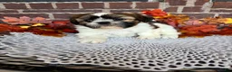 Shih Tzu dogs for sale: Shih Tzu 2 - Ad 7
