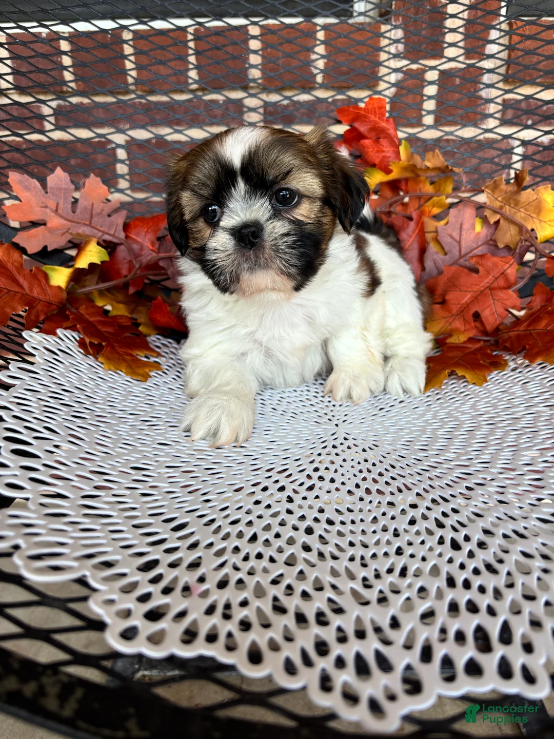 Shih Tzu dogs for sale: Shih Tzu 2 - Ad 7