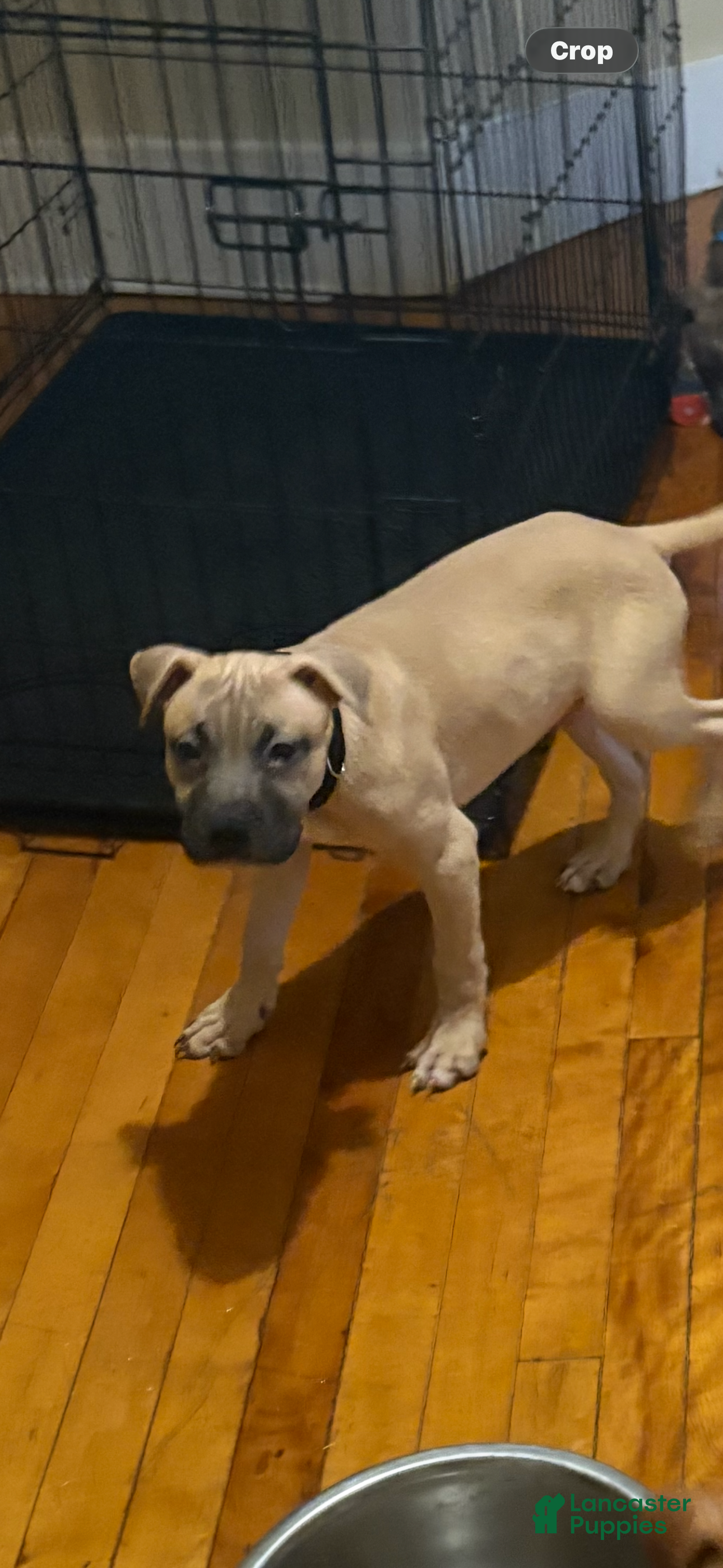 Mixed Breed dogs Mixed Breed 2 - Ad 24