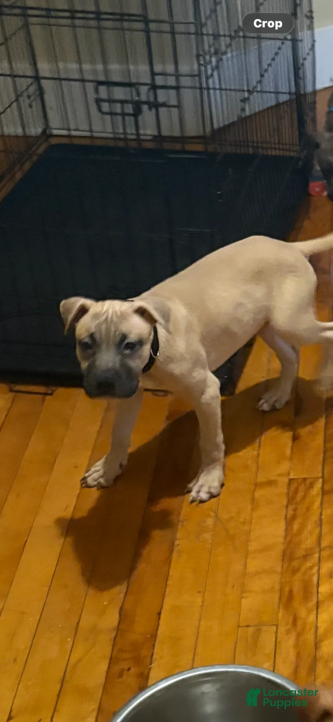 Mixed Breed dogs for sale: Mixed Breed 2 - Ad 1
