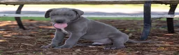 Great Dane dogs for sale: Atlas - Ad 1