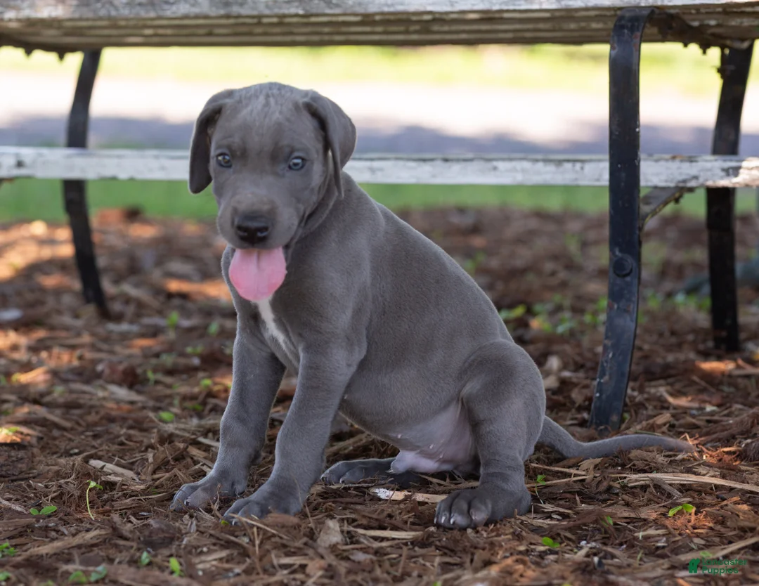 Great Dane dogs for sale: Atlas - Ad 1