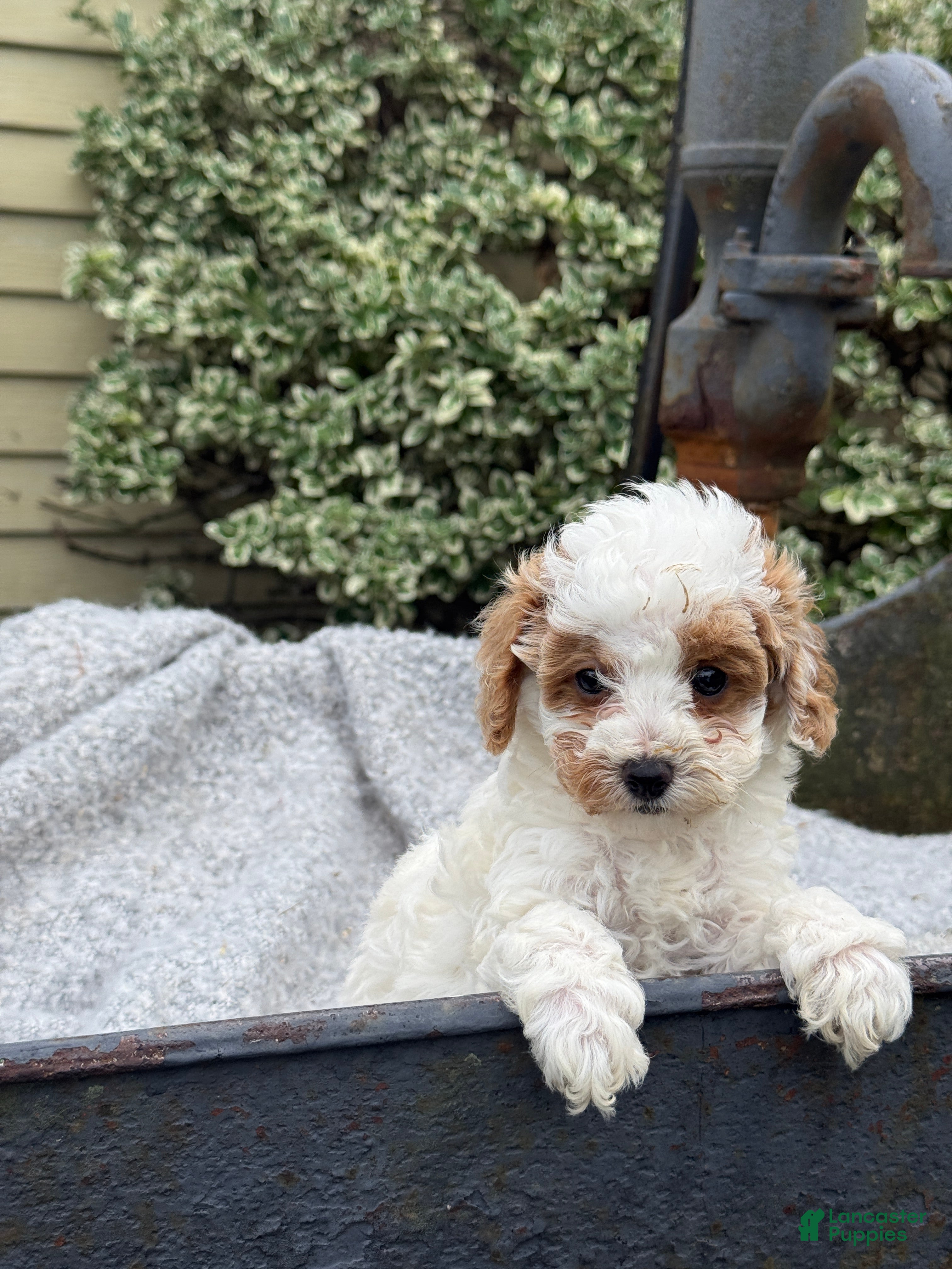Toy Poodle dogs Chewy - Ad 1