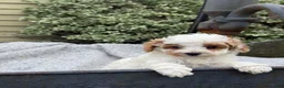 Toy Poodle dogs for sale: Chewy - Ad 1