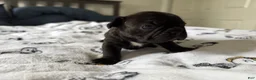 French Bulldog dogs for sale: Prince  - Ad 6