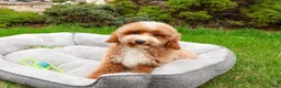 Miniature Poodle dogs for sale: Rhett  - Ad 4