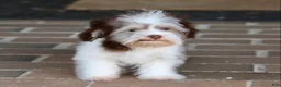 Havanese dogs for sale: Hope - Ad 26