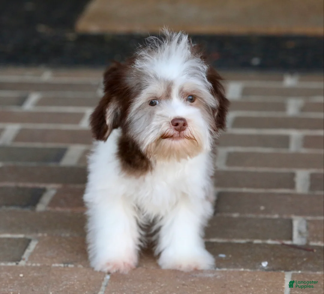 Havanese dogs for sale: Hope - Ad 26