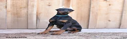 Doberman Pinscher dogs for sale: Roxie - Ad 1
