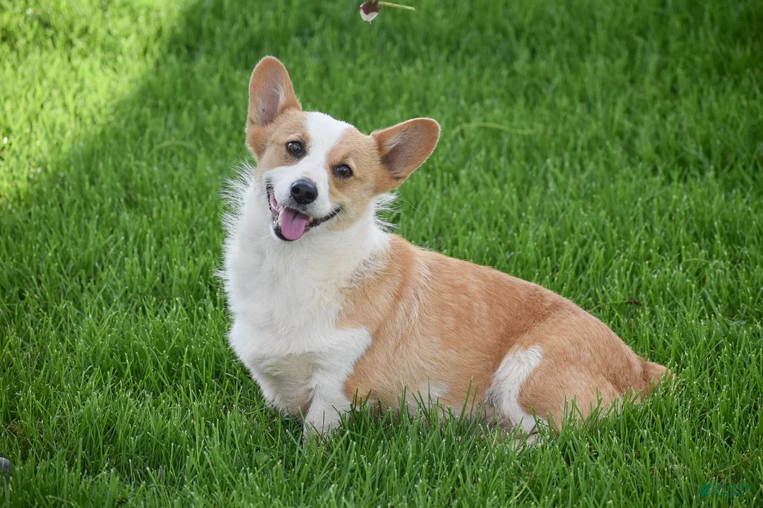 Welsh Corgi Pembroke dogs for sale: Matt - Ad 6