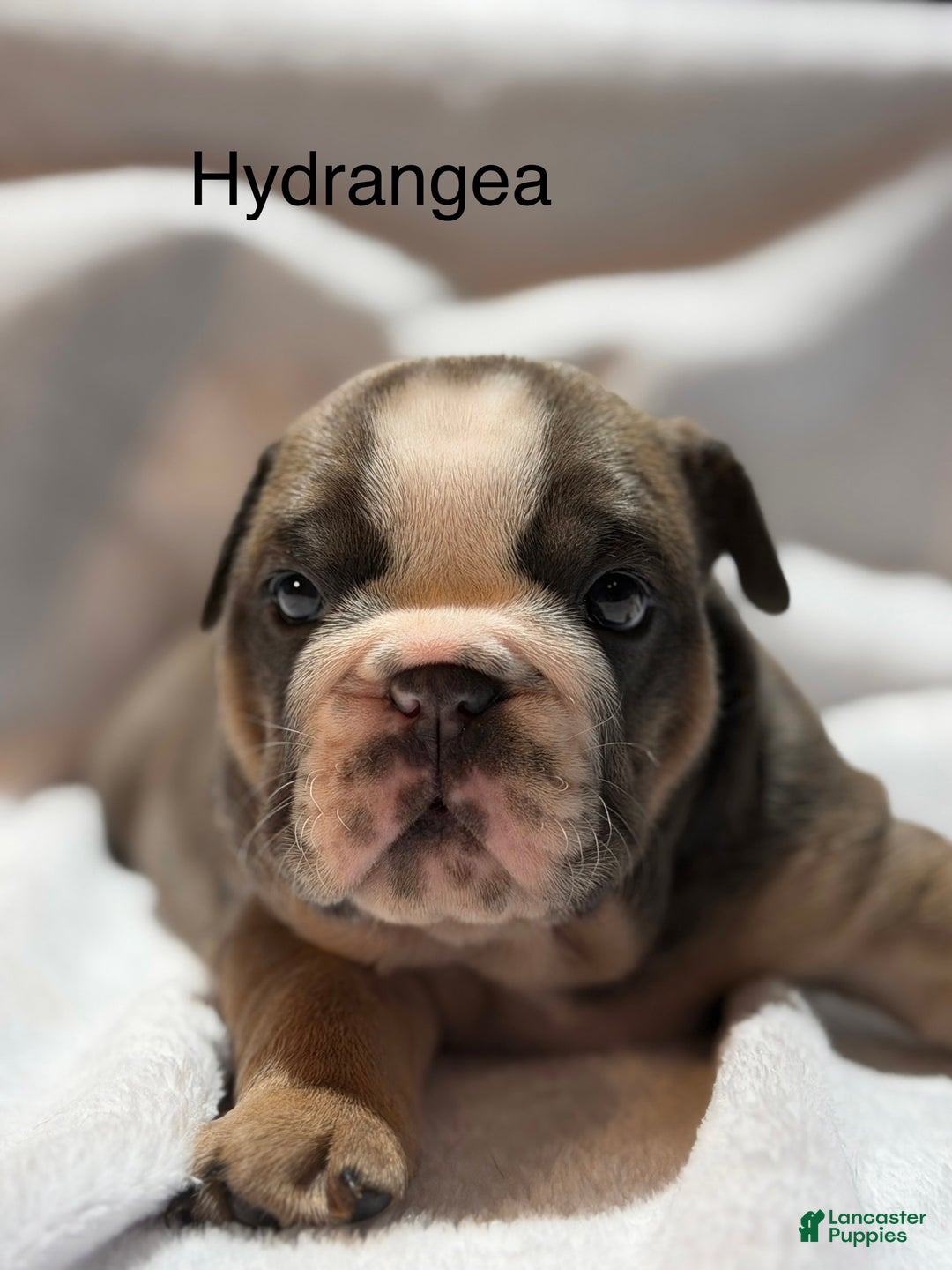English Bulldog dogs for sale: English Bulldog Puppy 4 - Ad 2