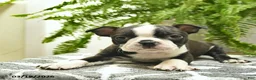 Boston Terrier dogs for sale: Cooper - Ad 5