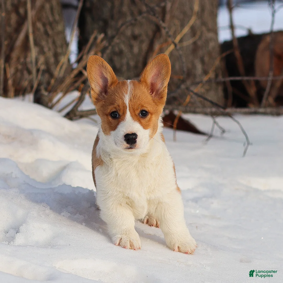 Welsh Corgi Pembroke dogs for sale: Karl Welsh Corgi Pembroke - Ad 3