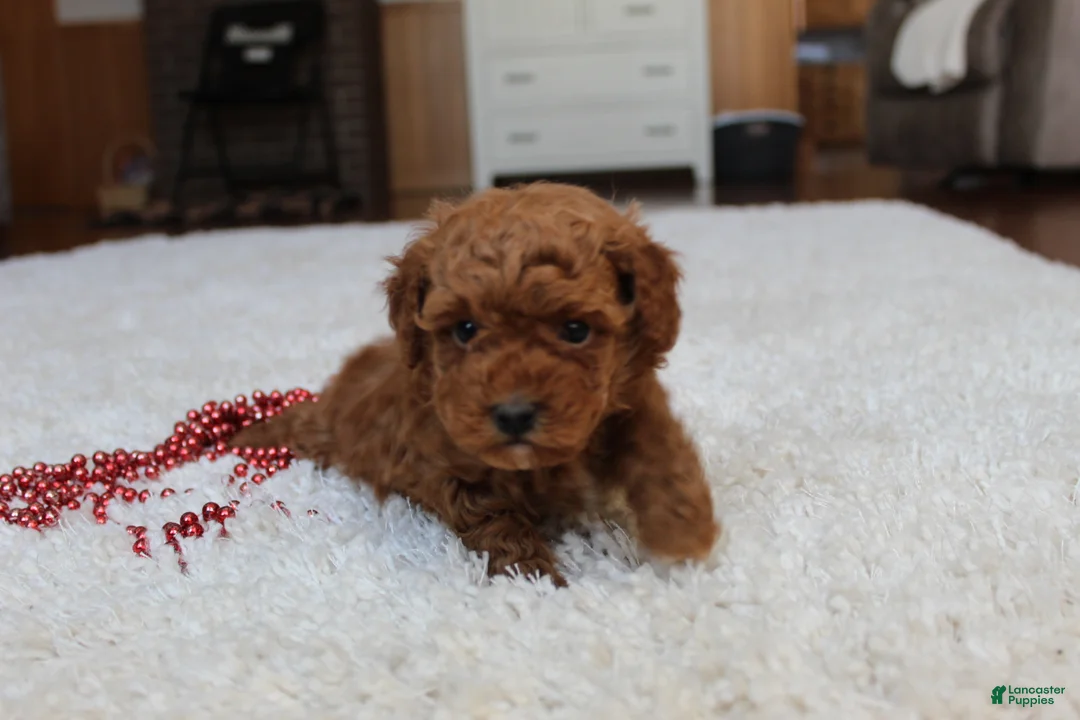 Toy Poodle dogs for sale: Malcohm - Ad 3