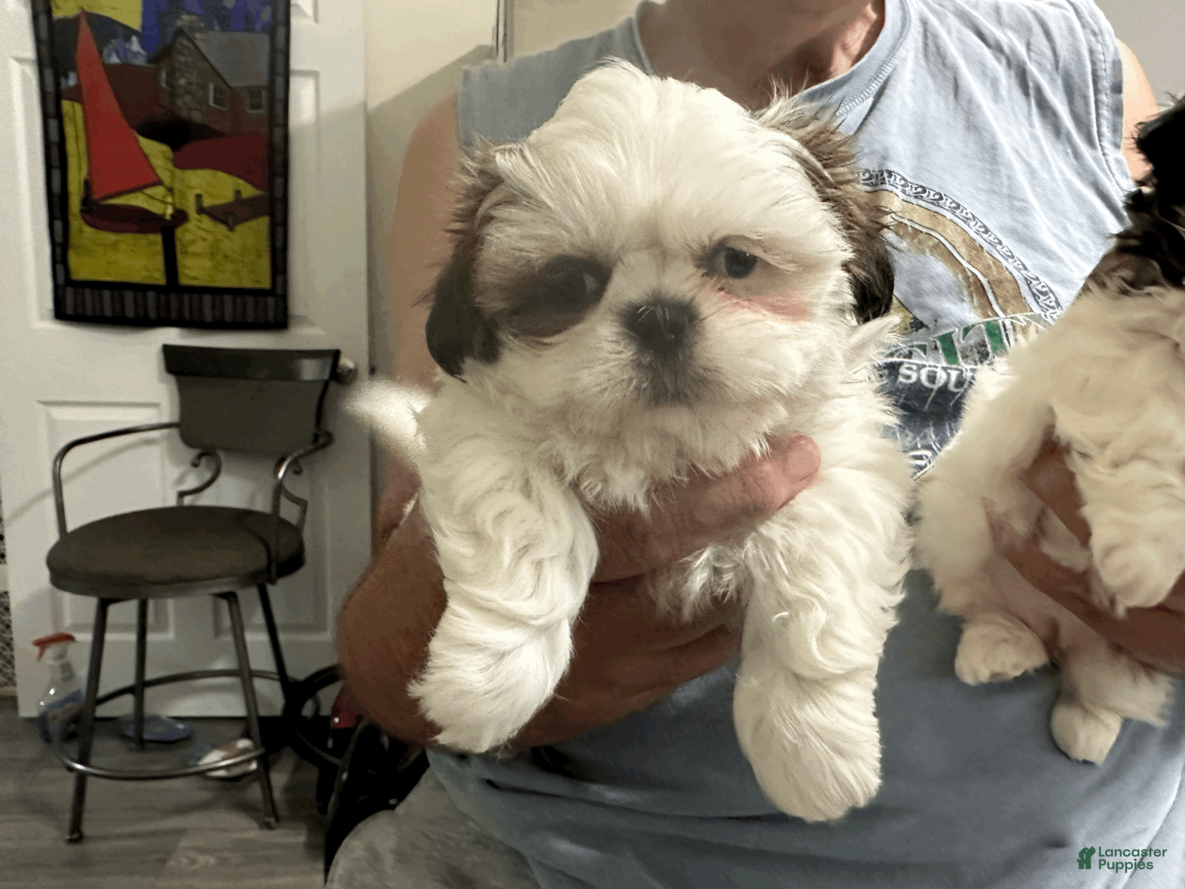 Shih Tzu dogs Shih Tzu 1 - Ad 2