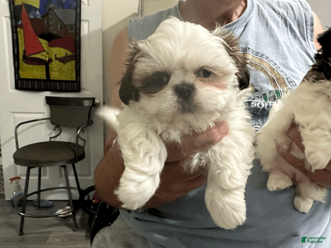 Shih Tzu dogs for sale: Shih Tzu 1 - Ad 1