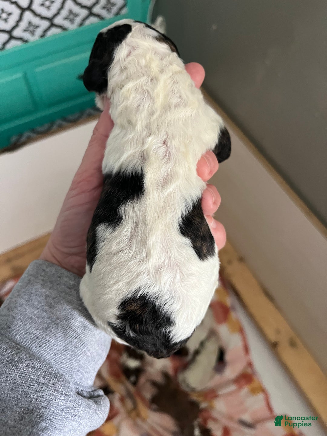 Sheepadoodle dogs for sale: Sheepadoodle Puppy  - Ad 2