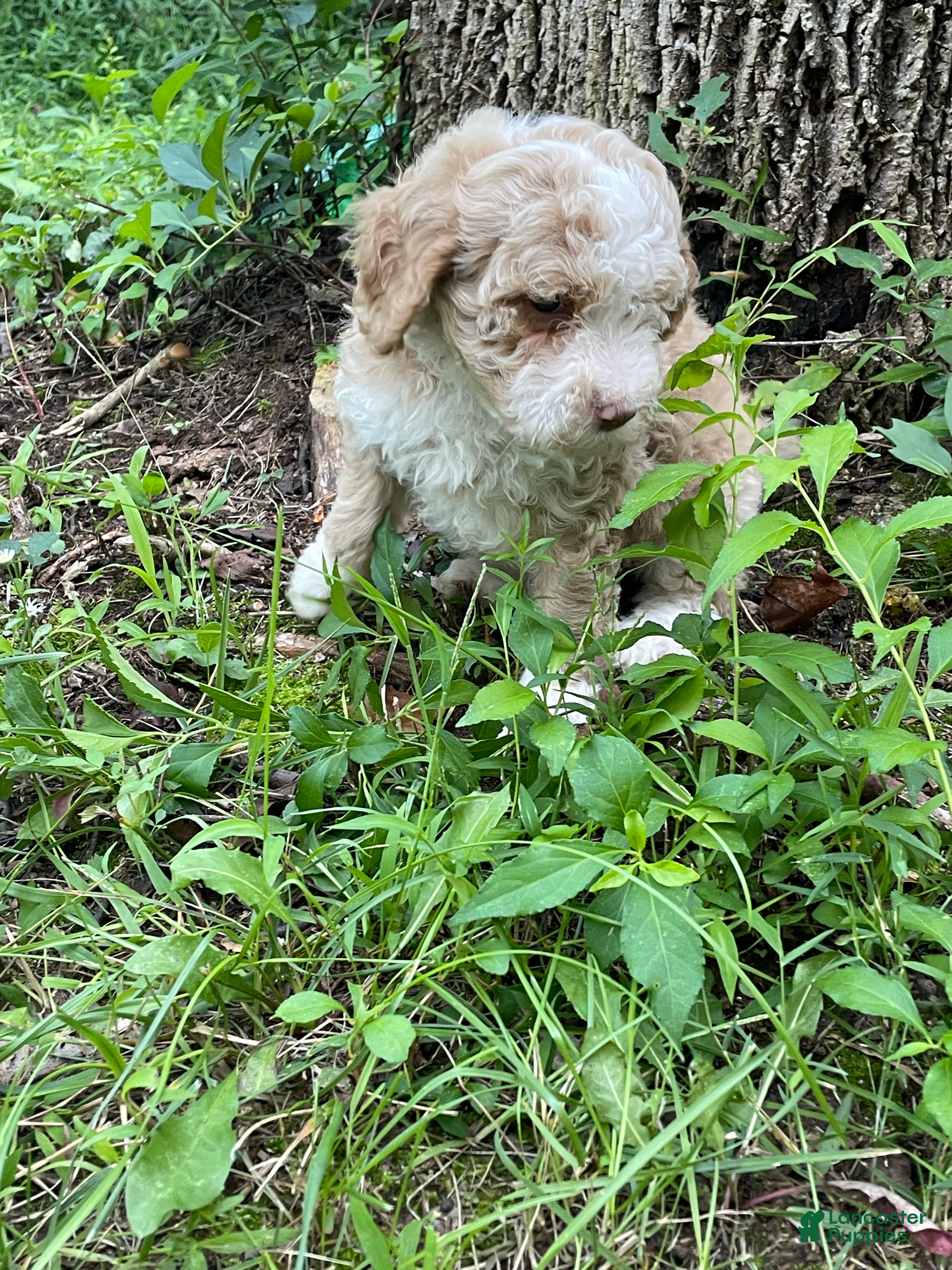 Mini Aussiedoodle dogs Latte  - Ad 2