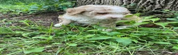 Mini Aussiedoodle dogs for sale: Latte  - Ad 2