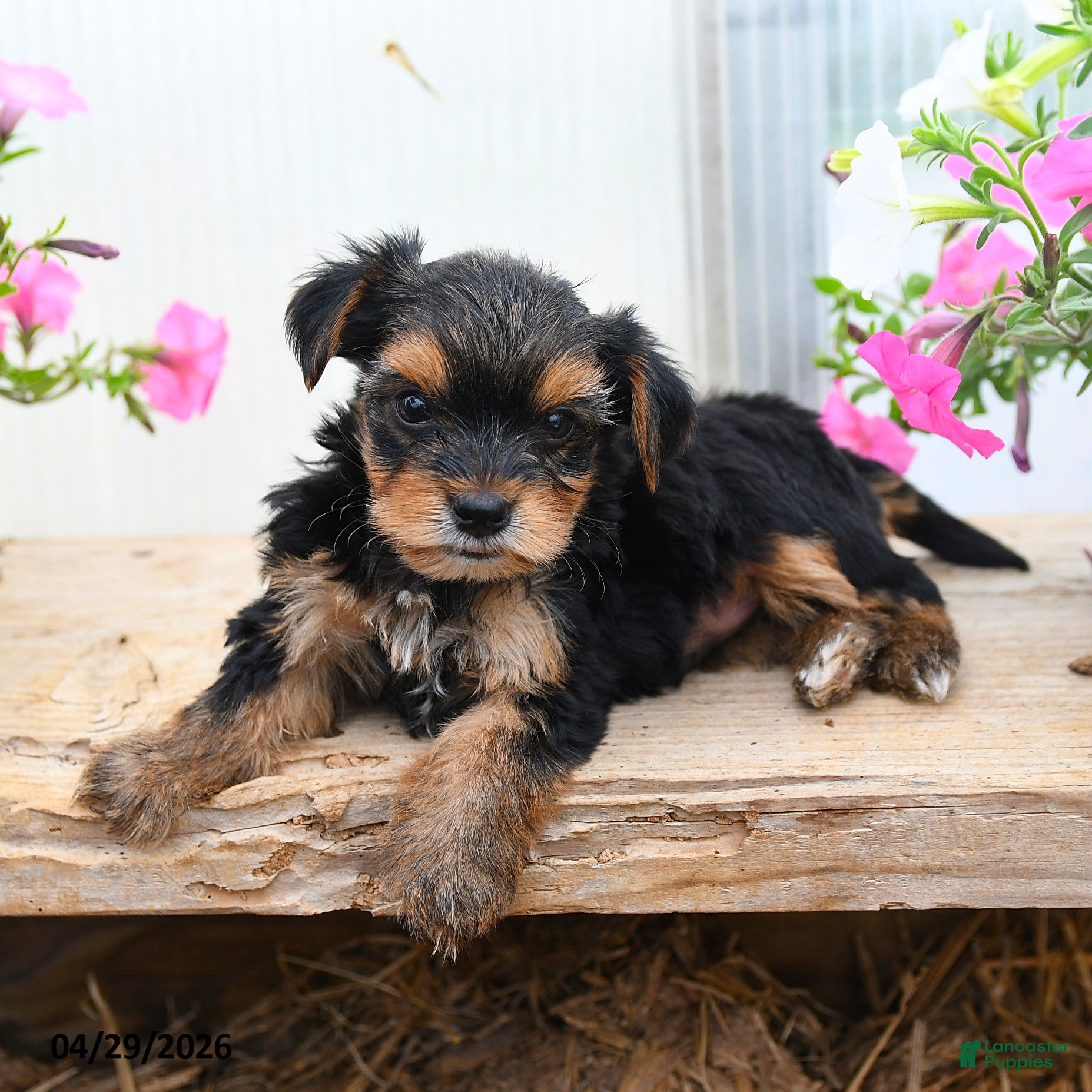 Morkie dogs for sale: Edward - Ad 3